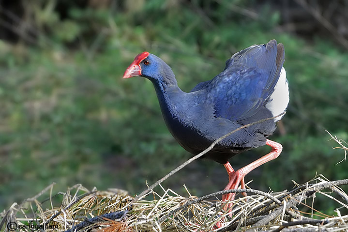 Pollo sultano